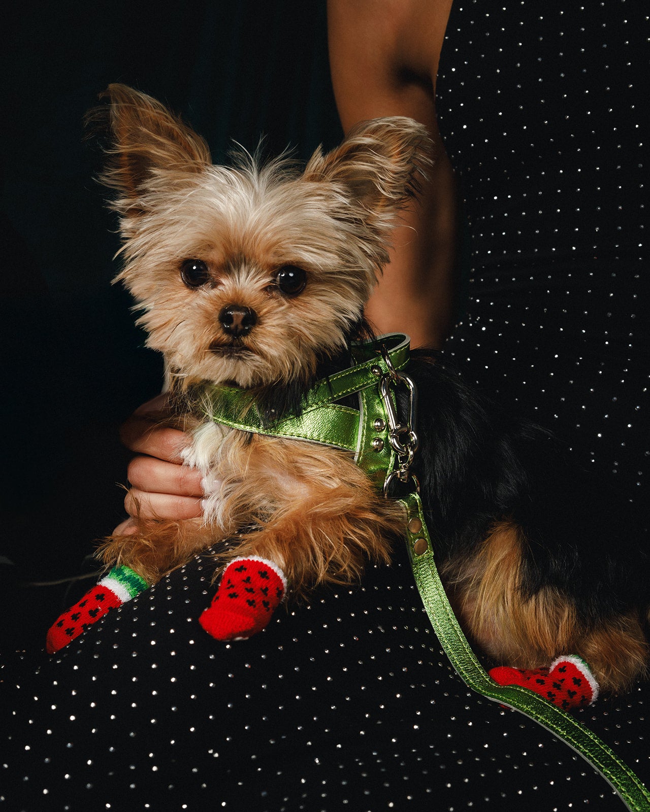 Lime Harness